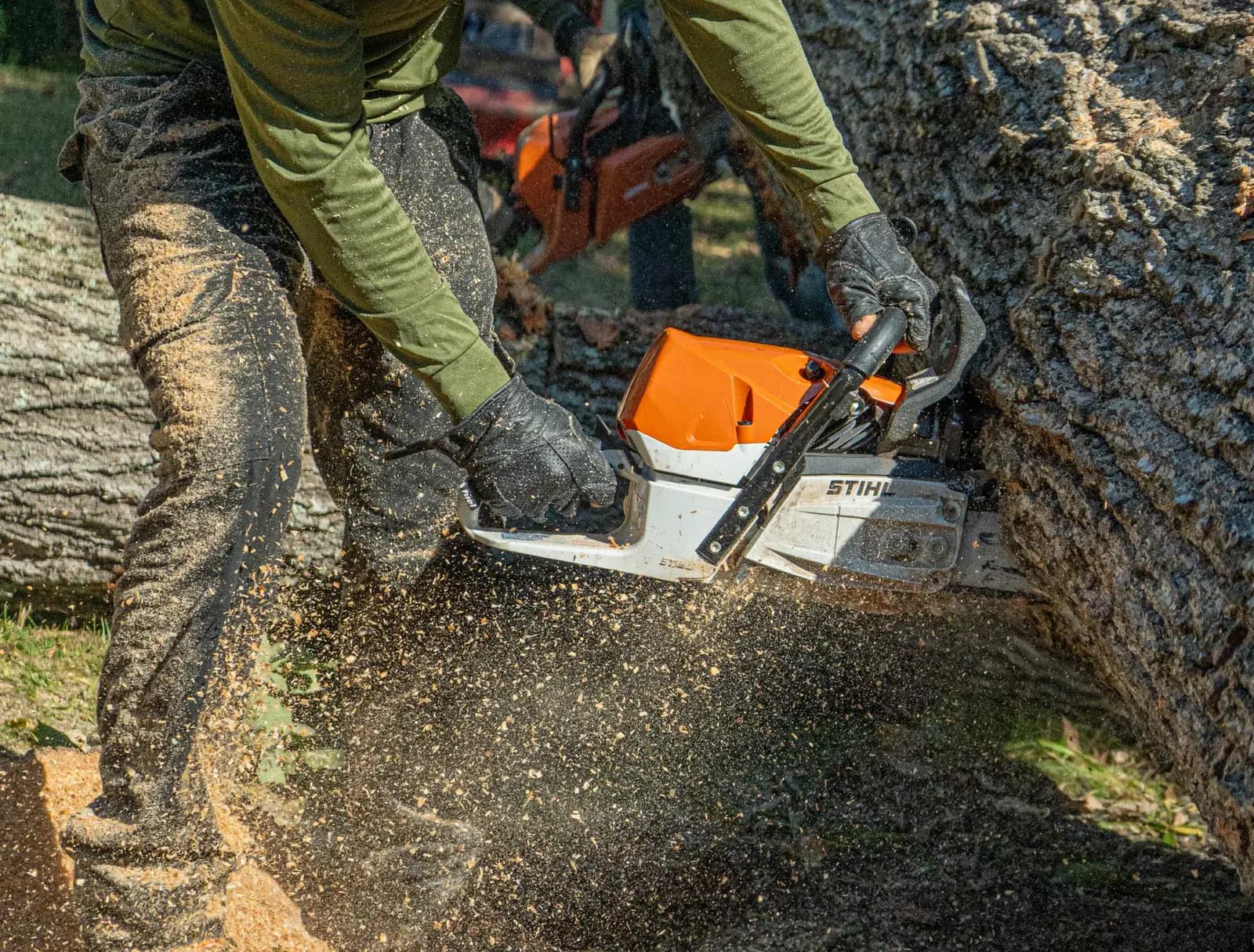 Professional tree services in the Charlotte area